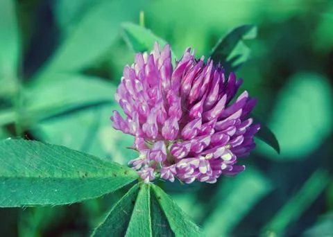Close up of a flower Fotos de archivo