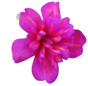 A close up of a flower. Stock Photos