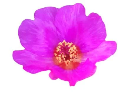 A close up of a flower. Foto stock