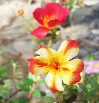 A close up of a flower. Stock Photos