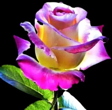 A close up of a flower Foto stock