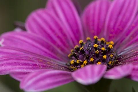 Close up of flower 스톡 사진