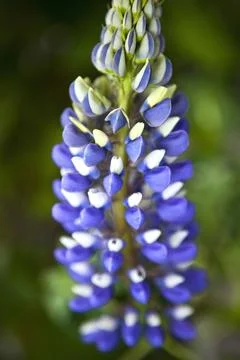 Close up of a flower Foto stock