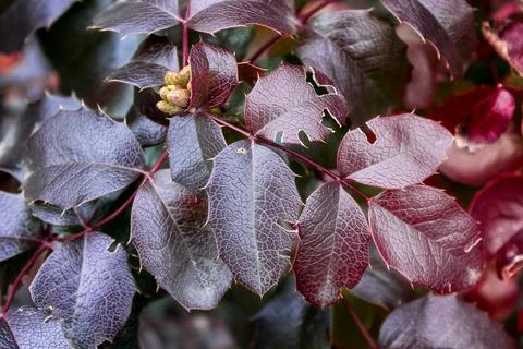 A close up of a flower Stock Photos