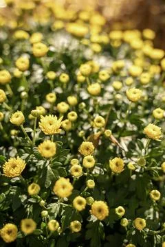 A close up of a flower Stock Photos