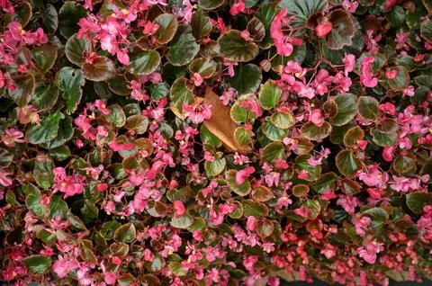 A close up of a flower Stock Photos