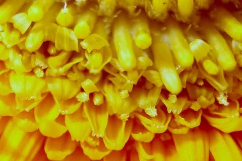 A close up of a flower Stock Photos