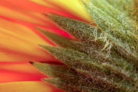 Close up of a flower Stock Photos