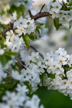 A close up of a flower Stock Photos