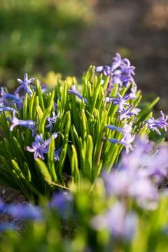 A close up of a flower Stock Photos