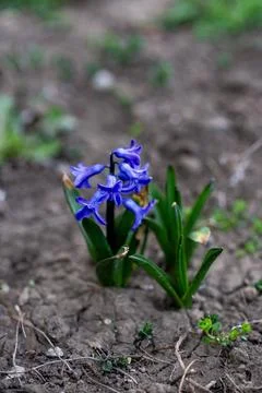A close up of a flower Stock Photos