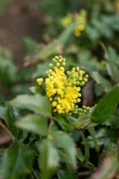 A close up of a flower Stock Photos