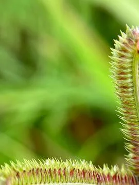 Close-up of a flower Stock Photos