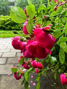 Close-Up Flower 写真素材