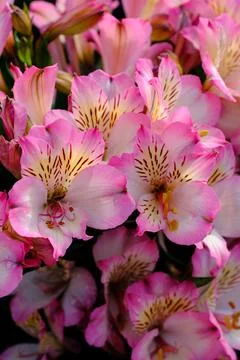 Close-up of a flower with a pink gradient in the sunlight Fotos Stock