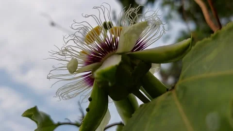 Close up flower pollen Stock-Footage 267054170