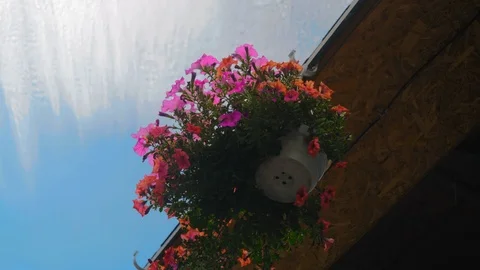 Close-up, Flower Pot Hanging Under the Roof on Blue Sky Background Stock Footage 114661411
