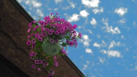 Close-Up, Flower Pot Hanging Under Building Roof Swinging In The Wind Stock Footage 114662415