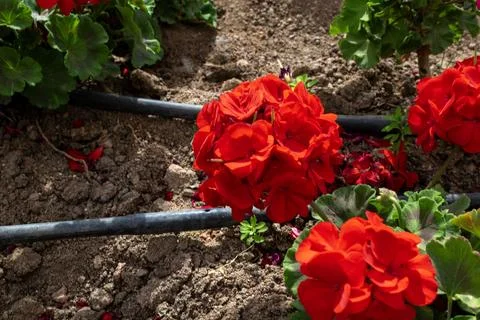 A close up of a flower pot Stock Photos