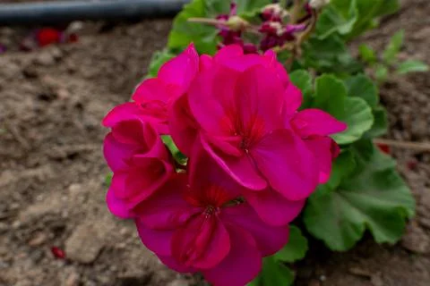 A close up of a flower pot Stock Photos