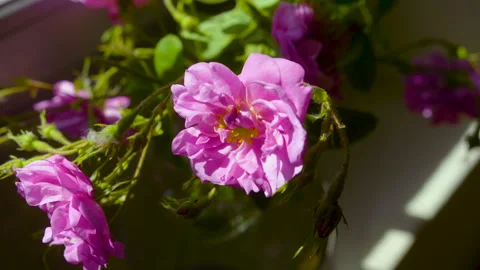 Close Up Of A Flower Pot By The Window Stock Footage 222047770