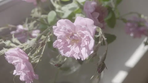 Close Up Of A Flower Pot By The Window - No LUT Version Stock Footage 222050722