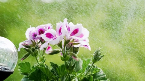 A close up of a flower in a pot on a window sill Stock Footage 273982953