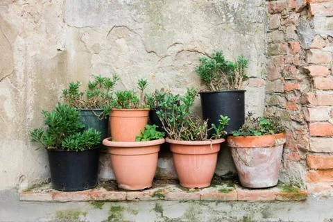 Close-up of flower pots by the rustic wall Fotos de archivo