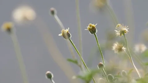 Close up Flower on road side with back lit Stock Footage 81062772