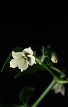 Close up flower of serrano chili pepper plant Stock Photos