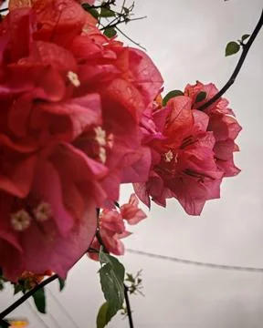 Close-Up Flower Shot Stock Photos