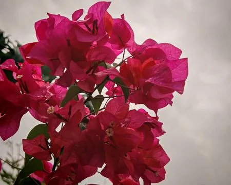 Close-Up Flower Shot Stock Photos