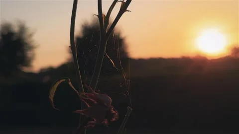Close-up flower with spider web at sunset. Stock Footage 346851241