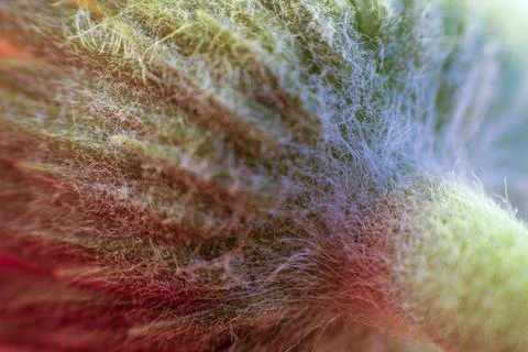 A close up of a flower stick Stock Photos