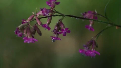 Close-up on a flower of Sticky Catchfly after the rain Video stock 77101913