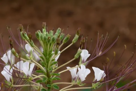 Close up flower tare Foto stock
