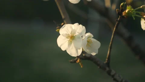 A close up of a flower on a tree branch Stock Footage 236853000