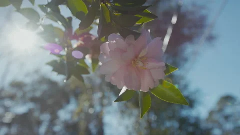 Close-up of flower on tree with lens flare Stock Footage 165495638
