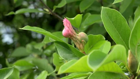 Close up flower unbloomed, particular shape, pink color. Fresh. Video 4K Video stock 239050523