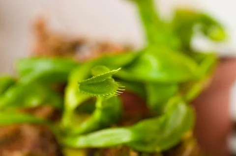 Close up of a flower Venus flytrap dionaea with some of the sensitive hair Stock Photos