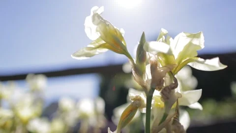 Close up of flower in the wind Stock Footage 131306065