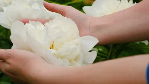 Close-up of a flower. Women's hands touch a flower Stock Footage 211359729