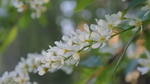 Close-up of a flowering apple tree branch. Video stock 91414005
