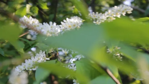 Close-up of a flowering apple tree branch. Stock Footage 91414009