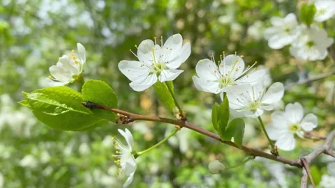 Close up of flowering apple tree branch Stock Footage 195172839