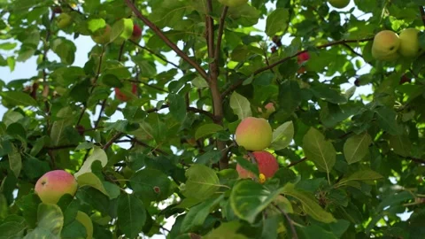 Close-up of a flowering apple tree with ripe red-green apple trees in the summer Stock Footage 203889302