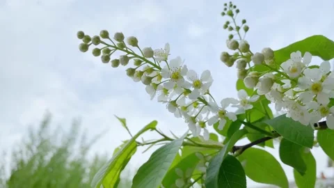 Close up of flowering bird cherry tree Stock Footage 194555757