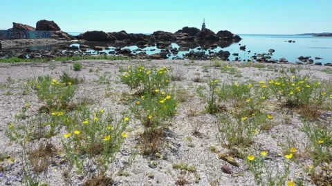Close-up of flowering, blooming  grasses and plants on a sandy beach Stock Footage 240763358