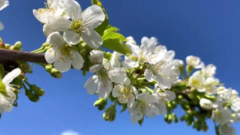 Close-up of a flowering branch of an apple tree swaying in the wind Stock Footage 194513647