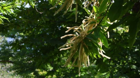 Close-up on the flowering branches of Chestnut (Castanea Sativa) Stock Footage 197766699